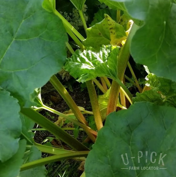 Rhubarb U-Pick Farm | upickfarmlocator.com