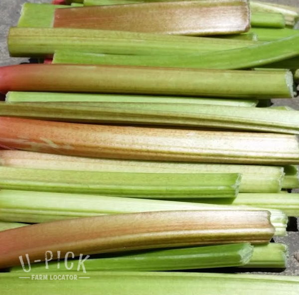 Fresh Rhubarb Farm Market Pre-Picked | upickfarmlocator.com