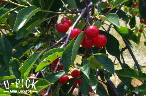 Door County U-Pick Cherries | upickfarmlocator.com