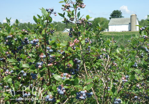 Blueberry Haven U-Pick Blueberries | upickfarmlocator.com