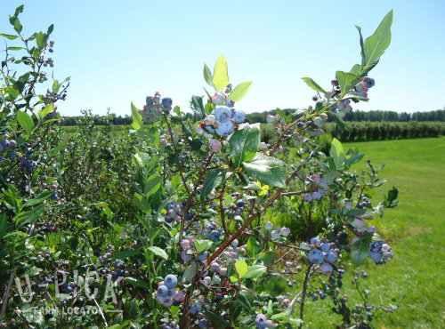 Bluecrop Blueberry Plant | upickfarmlocator.com