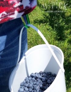 Blueberry Picking Bucket and Clip | upickfarmlocator.com
