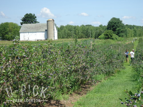 Blueberry Haven U-Pick Blueberries | upickfarmlocator.com